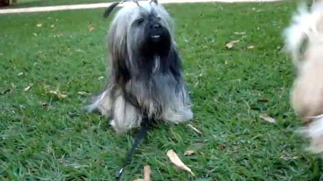 Lhasa apso e shih tzu - Lindinha e seus amigos.