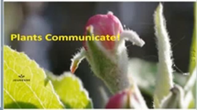 Вильям Амзалаг о секретах Reserve и Luminesce  с переводом на русский язык смотреть онлайн