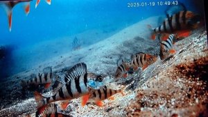 Лов окуня в январе .