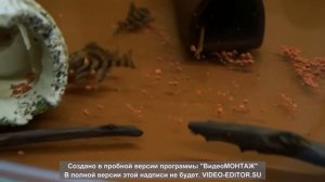 Номерные сомы L 397