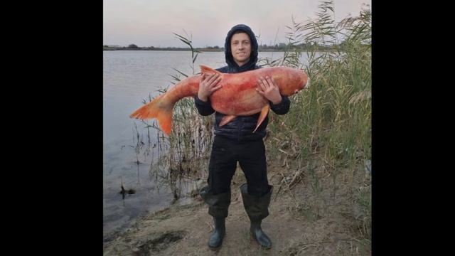 Народный урожай: «Золотая рыбка» весом почти 35 кг смотреть онлайн