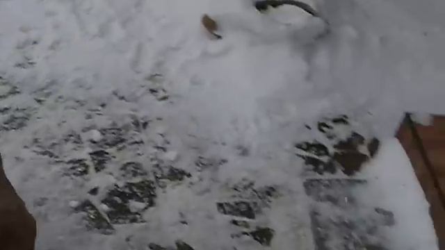 Ка де Бо ca de bou Perro De Presa Mallorquin  - щенки вязка