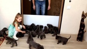 Собака родила 15 щенков! Ветеринар присмотрелся к ним и закричал от увиденного