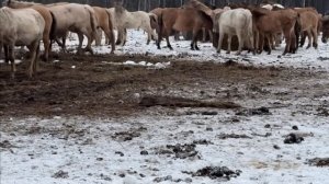 Нашли лучшего оператора для нашего канала | Пытаемся обмануть Башкирских лошадей | Ранчо на Урале
