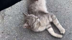 НЕ ПУСТИЛИ В ГРУЗИЮ НА МОТОЦИКЛЕ! Едем в Турцию на мотоциклах из Москвы.