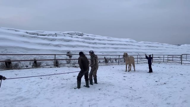 Ранчо на Урале / Обучаем жеребца Мустанга / Разведение Башкирской породы лошадей смотреть онлайн
