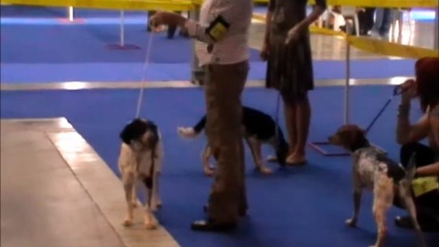 Dogs Show Prague 05 05 2012.wmv