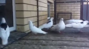 Чистопольские высоколетные голуби