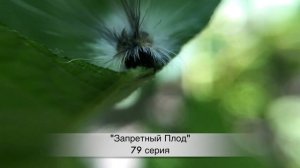 ЗАПРЕТНЫЙ ПЛОД 79 серия русская озвучка {ДАТА ВЫХОДА И АНОНС} / Yasak Elma 79. Bölüm