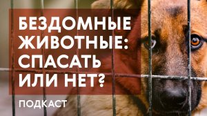 Спасать бездомных животных нужно с умом | зоозащитник Ольга Лахтюк в подкасте «Про Большой город»