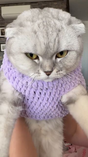 #котикиправятмиром #шерри #мимишность #прикол #шортс #cats #котики #милота #youtubeshorts #красота
