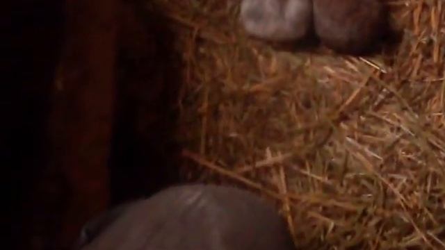 Кролики в яме смотреть онлайн