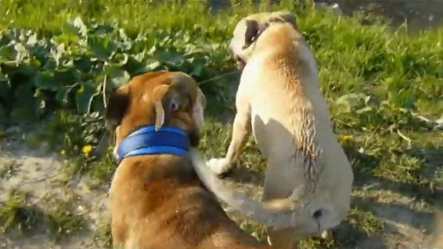 Адаль и Джокер 5 мес.