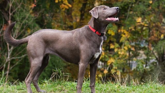 Blue Lacy - Top 10 Facts смотреть онлайн