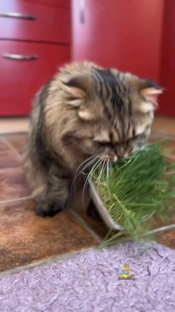 А ваши питомцы кушают траву?🌱😸