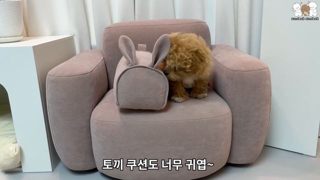 엄마 아빠에게  큰 선물한 멋쟁이 강아지들 🎁