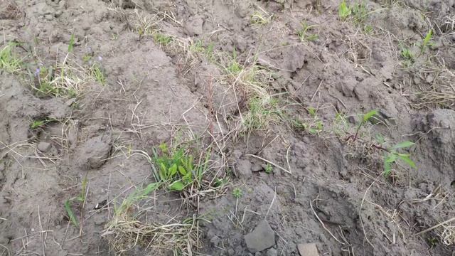 Коп по Середньовіччі Австрійській Імперії ЧК та КР смотреть онлайн