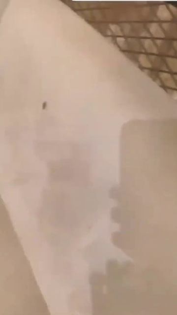 Таракан в ресторане#shorts смотреть онлайн