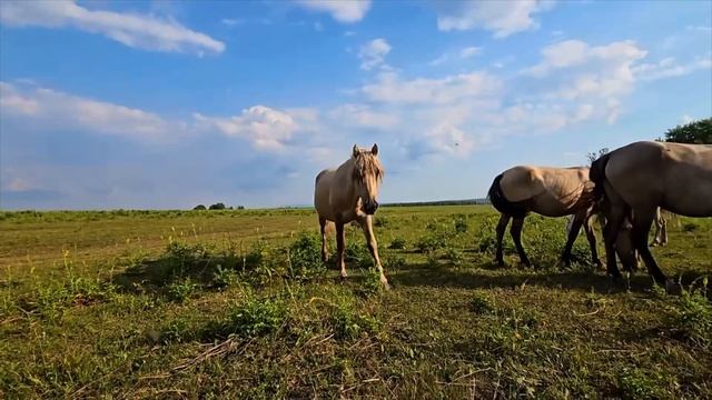 Ранчо на Урале | Урожая как не было так и нет | Ждем экстремальную зиму смотреть онлайн