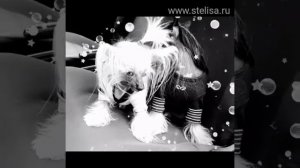 Китайская Хохлатая (2кг и 3кг)#hairlessdog #китайскаяхохлатая #chinesecrested #shortsvideo