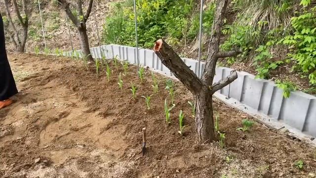 Южная Корея 🏠22 апреля/Утро/Мой огород в Корее/Продолжаю посадки/Не умею работать на 20%/Соседи смотреть онлайн
