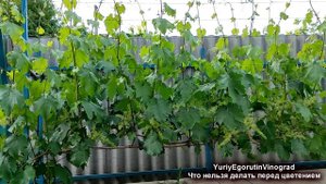🍇 Даже не думай ЭТО ДЕЛАТЬ перед ЦВЕТЕНИЕМ ВИНОГРАДА. Почему ОСЫПАЕТСЯ ЗАВЯЗЬ? Горошение винограда!