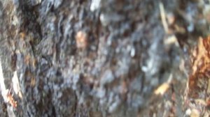 Берёзовка с муравьиной кислотой особо полезна и вкусна ;)