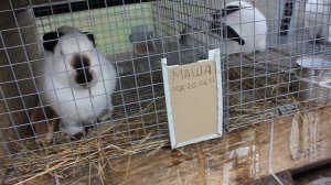 1 серия Фермер Зима. Кроликоферма в теплице. Клетки для кроликов, Кролики и кроликовод.