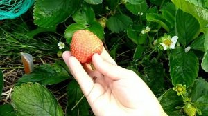 КРАПО-10, ФЛОРИДА БЬЮТИ, ВИВАРА сорта клубники НСД/как меняется вкус за сезон/клубника в Подмосковье