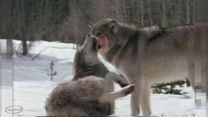 " Ах как много выпало ...  "  Музыкальная шкатулка .