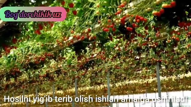 Технология выращивания клубники на гидропонике 2021. Gidroponikada Qulupnoy Yetishtirish 2021.