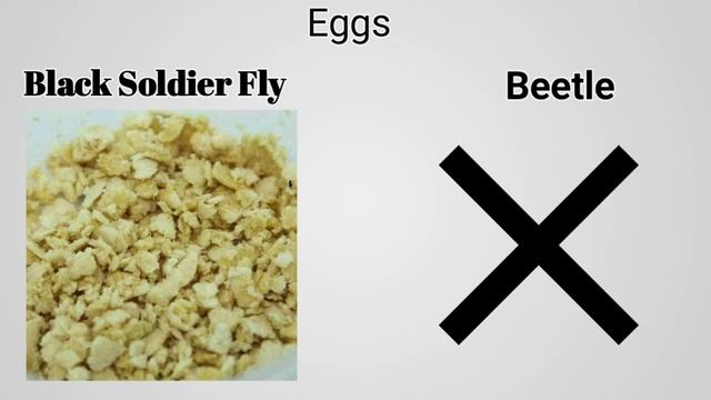 Mealworms Super Worms Culture vs Black Soldier Fly (BSFL) Maggots Farming [Hindi]INature Care Farm