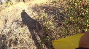 Сбор шиповника у матушки природы