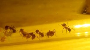 Моя колония муравьёв Myrmica rubra, рождение муравья.