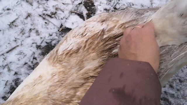 Свет в курятнике / Первый настоящий снег #умнаярозетка