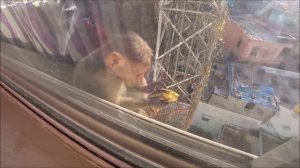 210. Обезьянка плачет. Наша прачка с внучкой, подарочки для ребёнка. Вечер на улице...
