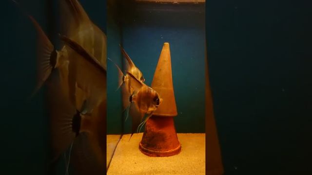 Pt. Altum Rio inirida siegrist línie. смотреть онлайн