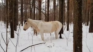 Жизнь в Деревне/Один в лесу спасаю Лошадей-Попался хитрый Волк/Охота на волка 2022