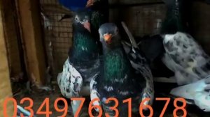 royal Teddy pigeons breeder original breed saith walay Teddy kabooter nasir pigeons