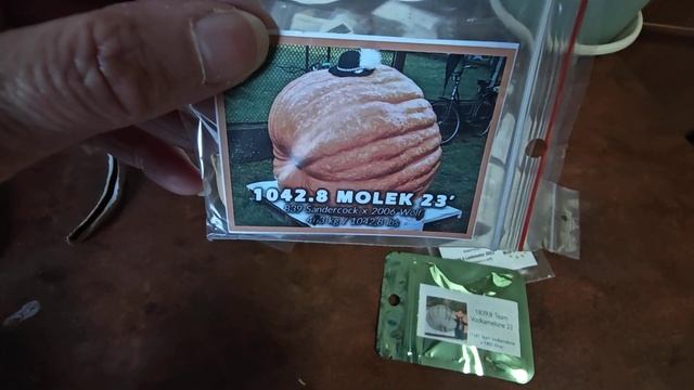 🎃💪🍉🥒 EGVGA - informacja i Nasiona Warzyw Gigantów 23.II.2024r смотреть онлайн