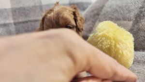 Щенок Кавапу, реальный пацан 👍