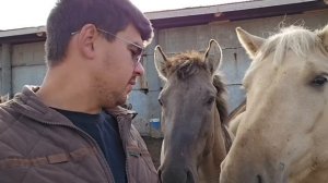 Разведение Аборигенных лошадей | Отправляем Башкирского жеребца | Начали тестировать Казачье седло