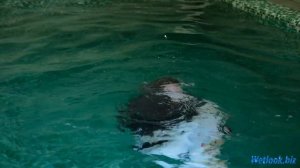 Wetlook girl in business style clothes is going to swim in the pool | Wetlook leather