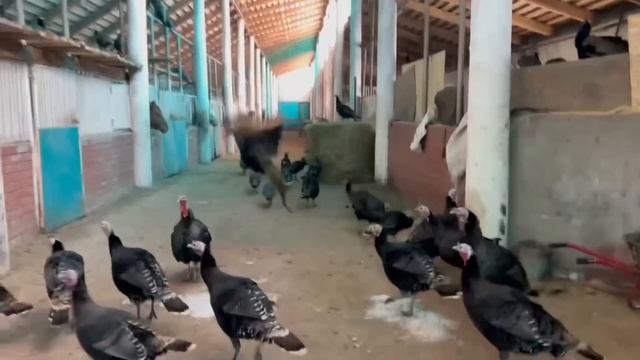 Уехал жить с семьей из города на Ранчо / Семейная ферма в деревне / Деревенские будни