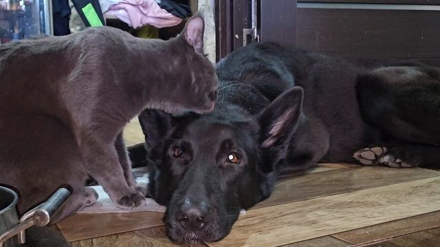 Симбиотная форма сосуществования