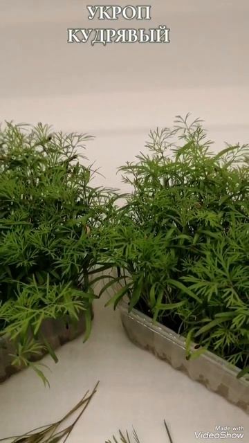 Для ресторанов, кафе... Микрозелень укропа кудрявого. Идеально в любые блюда. смотреть онлайн