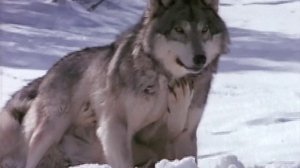 Discovery. Волки