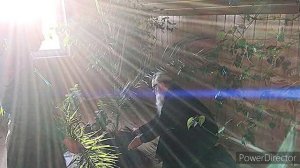 ЛОМТИКИ. Автор: Наталья Журба.