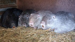 НУТРИИ всё-таки голодные или нет? КАК всё успеть за один ВЫХОДНОЙ? 25.01.25