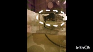 Люби животных!